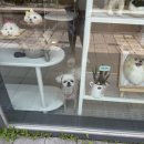 깎을건댕? 이미지