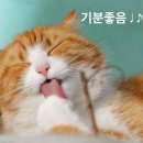 맘스동물의료센터 이미지