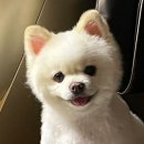 월랑월랑 | 신월동 강아지입체케이크 강아지수제간식 후기