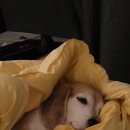 사인당