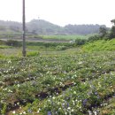 이해수농장2 이미지