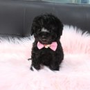 선사애견 이미지