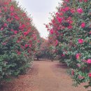 남원읍-53 이미지