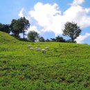 데미샘꿈그린 이미지