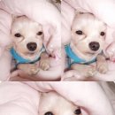 멍이올래 이미지