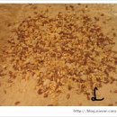 호밀호두 이미지