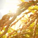 볼음도저어새생태마을 | 인천 섬여행 가볼만한 곳 가을 여행 추천 볼음도 갯벌체험 백합캐기 트래킹 하이킹 망둥어 낚시