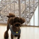 어쩔댕댕 네이버블로그