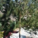 월강산하촌 이미지