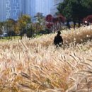 배곧생명공원 이미지