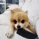 (주)블루앤트 | 에싸 4인용 패브릭쇼파 신세계백화점 경기점 할인 이벤트 후기