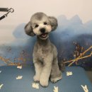 도그판타지 이미지