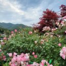 홍기와쭈꾸미 이미지