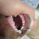 녹십자 동물병원 이미지