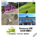 보성 여행코스 가볼만한곳 보성애 물들다