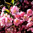 핑크빛 봄의 미소 강진남미륵사의 서부해당화 이미지