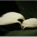 서오지리연꽃마을 이미지