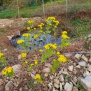 일구농장3 이미지