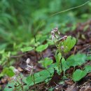 대흥란Cymbidium macrorhizon Lindl.(난초과 보춘화속) 이미지