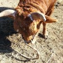 삼소농장 이미지