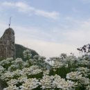 이베리스 이미지