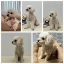 아모르 펫 살롱 이미지