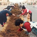 순천-17호 이미지