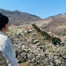 들에핀 매화 이미지