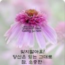 아보하