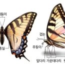 애벌레의꿈 이미지