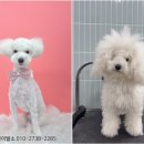 멍뭉이발소 이미지