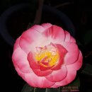 동백농장 이미지