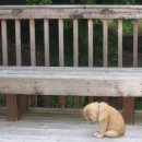 창신동 용 족발 이미지