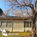 동해 구 삼척개발 사택과 합숙소 | 동해 동부사택, 4월 강원도 레트로 벚꽃 감성 여행 어때요?