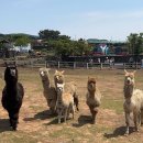 제주 새별프렌즈 애월 동물체험 양떼목장 알파카 먹이주기 후기