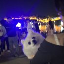 말티와 꼬꼬 이미지