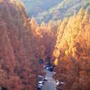 장태산휴양림 | 11월 장태산 자연휴양림 단풍 막차 후기(25.11.17)(+주차,추천코스, 황금시간)