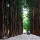 숲속풍경 이미지