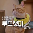 카페 곳 | 홍대입구 고양이카페 루프캣미 주차 가능한 곳 내돈내산 후기