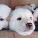 하룻강아지 이미지