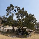 대한불교조계종봉녕사 세주묘엄박물관 | 수원 가볼만한 조용한 사찰 봉녕사에서 마음의 힐링