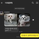 룰루버디 이미지