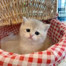 수원고양이전문분양 아임캣 (I'M CAT) | 노르웨이숲분양 천안고양이분양 퍼스트캣 본점 브리티쉬숏헤어분양