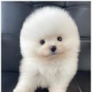 드림독 강아지분양 안심분양센터 김포점 이미지