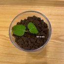 모리셔스브라운 춘천점 | [춘천카페] 모리셔스브라운 춘천점 신메뉴 후기