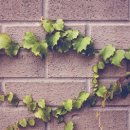 고래의 꿈 이미지