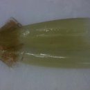 오징어이야기 이미지