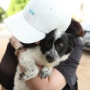 바둑이농장 이미지