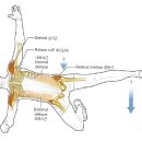 하프사이드(HALF SIDE) | 하프 사이드 플랭크 힙 시리즈(Half Side Plank Hip Series)