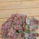 귀한 엠파스 철화 이미지